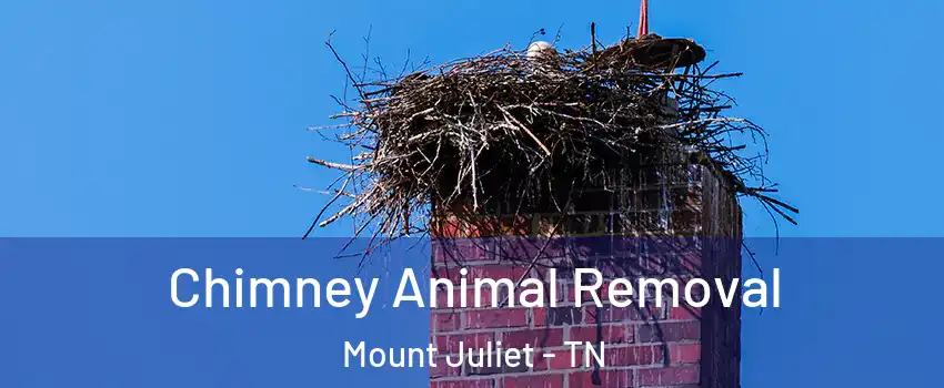 Chimney Animal Removal Mount Juliet - TN