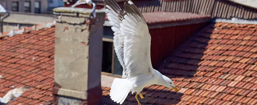 Residential Chimney Animal Removal Solution in Mount Juliet, TN